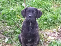  cane corso black puppy